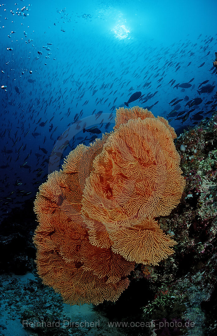 Grosse Faecherkoralle, Subergorgia sp., Indischer Ozean, Meemu Atoll, Malediven