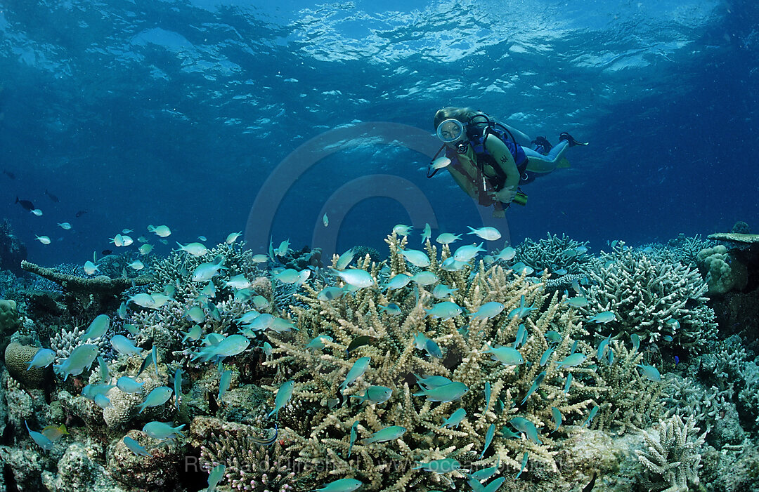 Taucher an Korallenriff mit Korallenfischen, Chromis viridis, Indischer Ozean, Meemu Atoll, Malediven