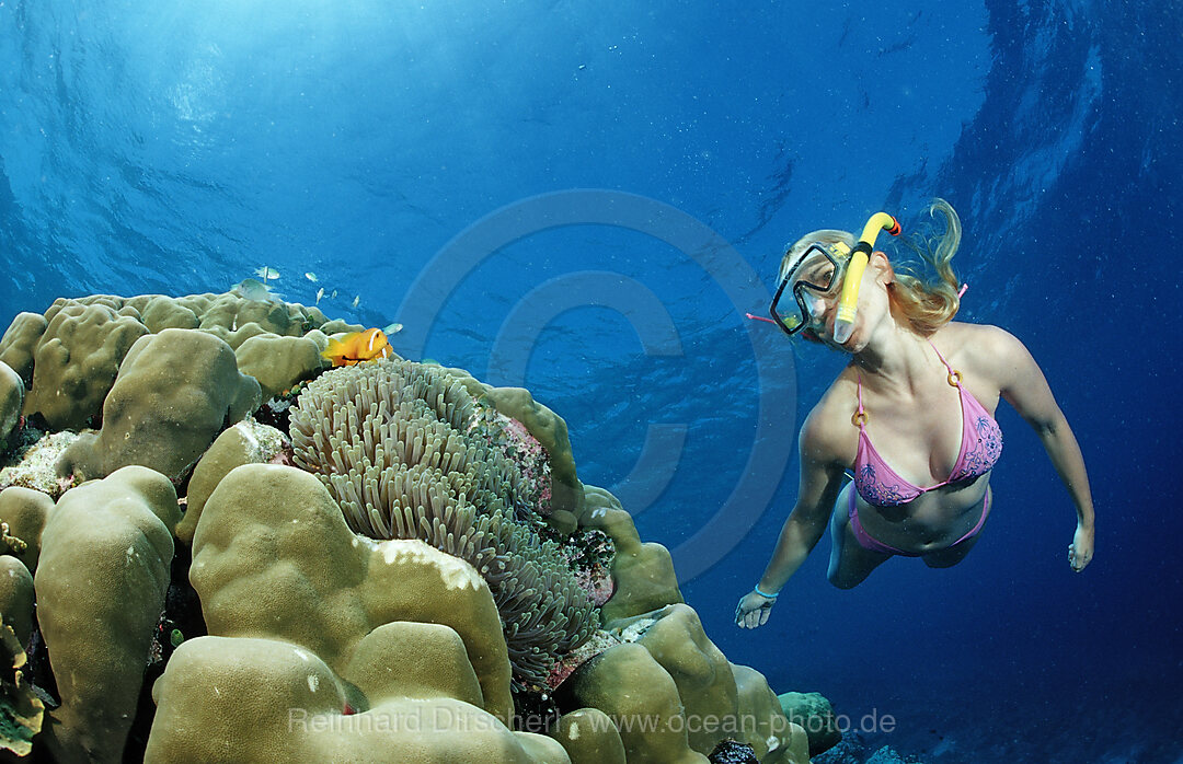 Maldive Anemonefishes and Snorkeler