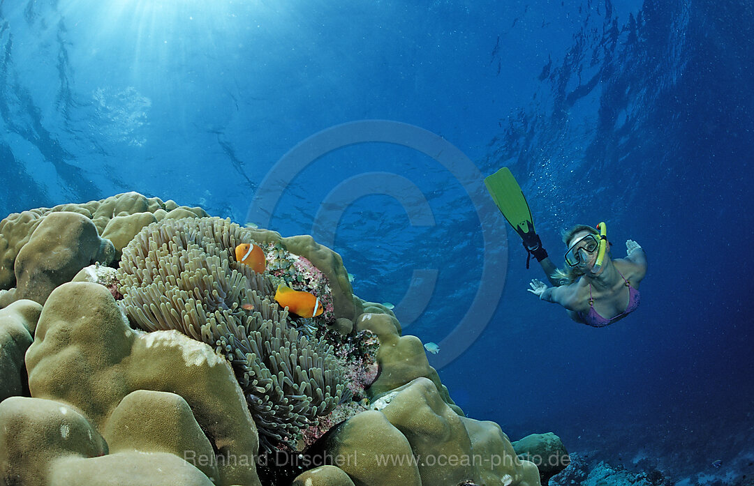 Maldive Anemonefishes and Snorkeler