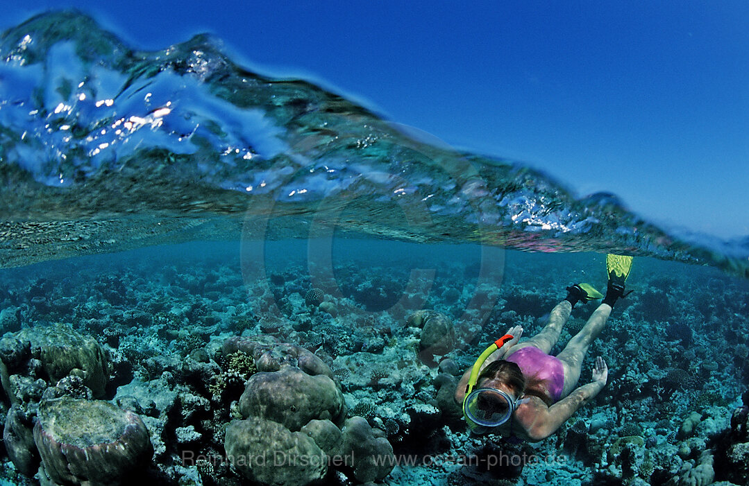 Snorkeling over Coral Reef, Indian Ocean, Felidu Atoll, Maldives