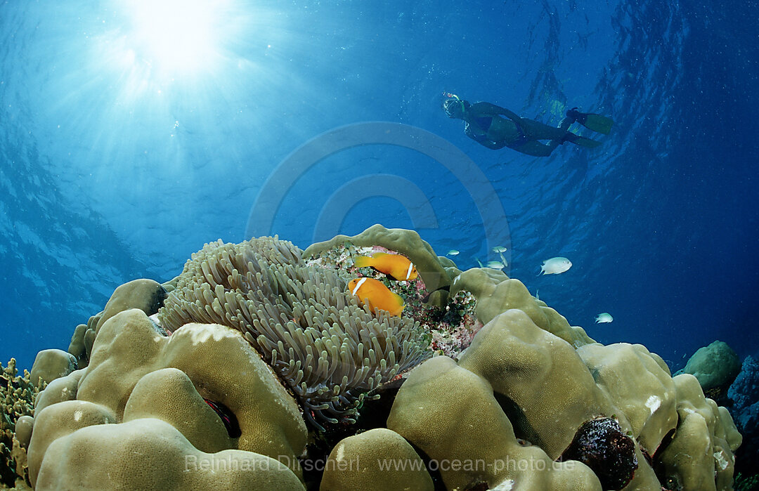 Malediven-Anemonenfische und Schnorchlerin, Amphiprion nigripes, Indischer Ozean, Meemu Atoll, Malediven