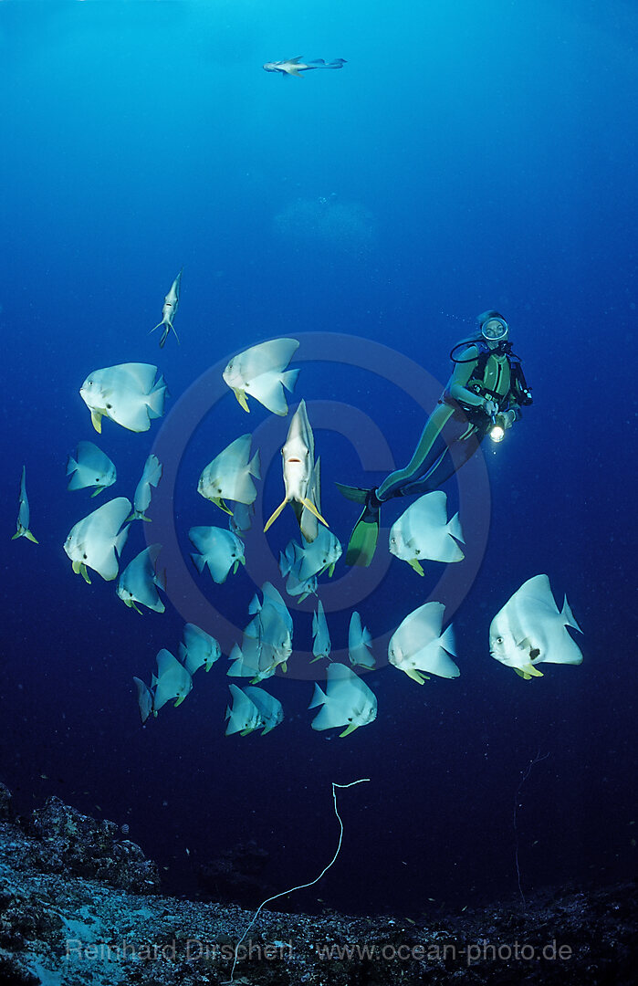 Longfin Batfishes and Diver