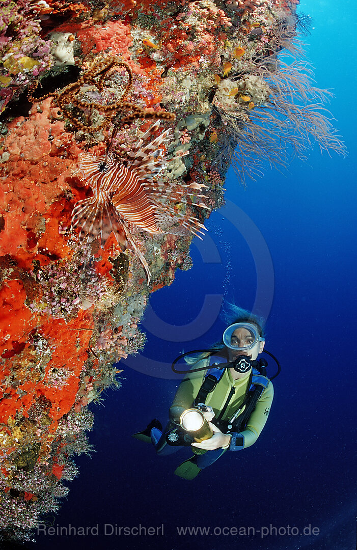 Spotfin Lionfish at Wall and Diver