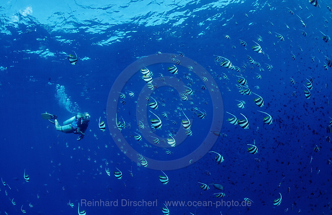 Taucher und Schwarm Wimpelfische