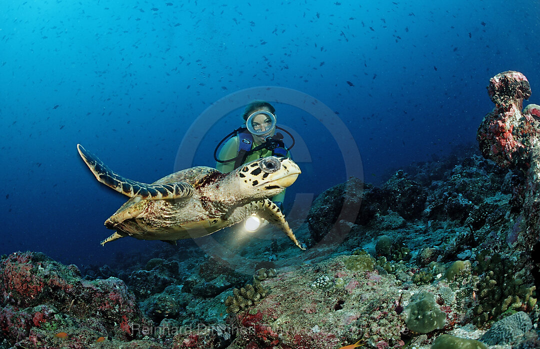 Hawksbill Turtle and Diver