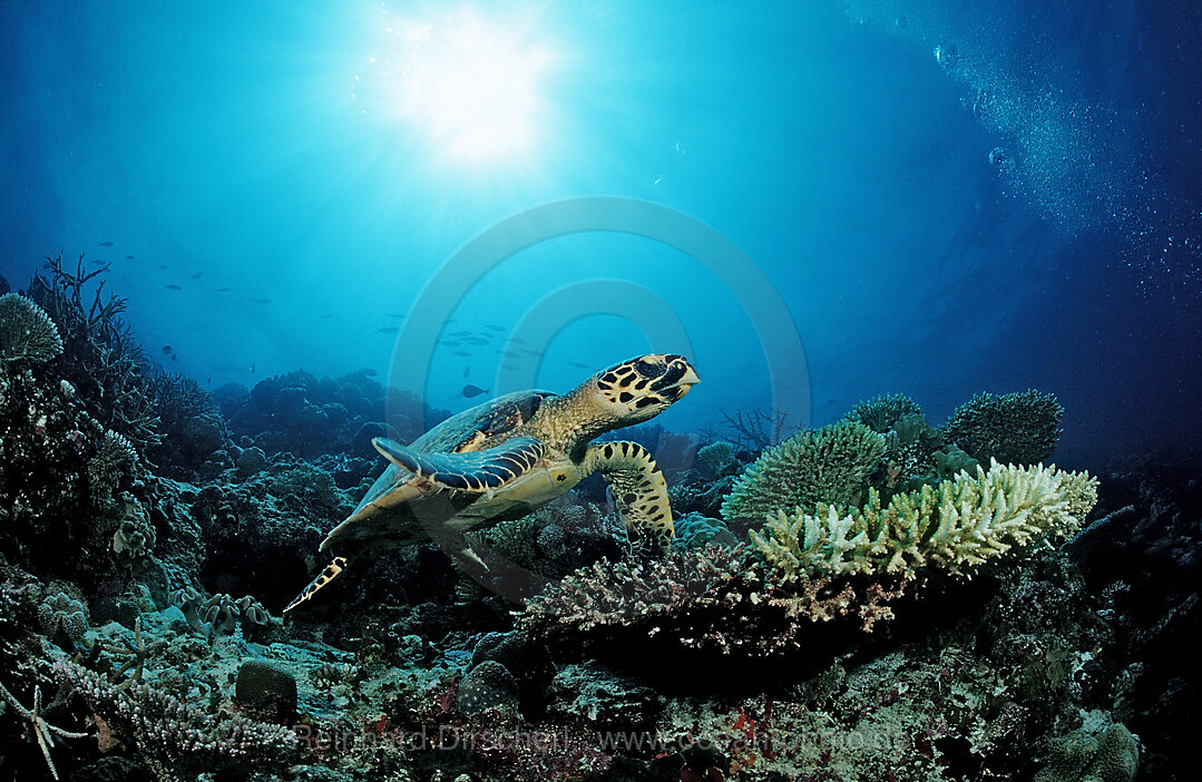 Echte Karettschildkroete