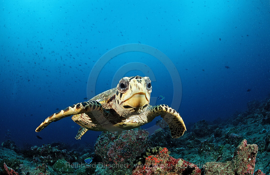 Hawksbill Turtle