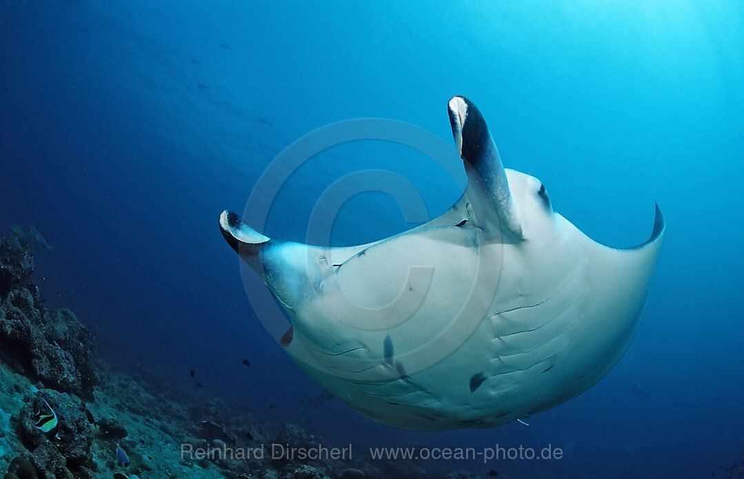 Manta