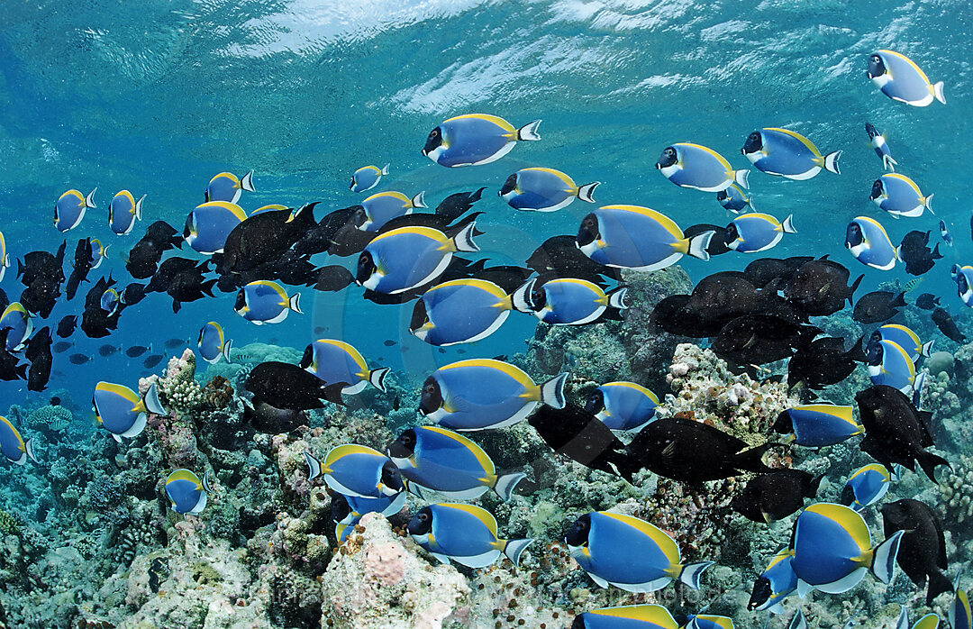 schooling Surgeonfishes, Powder Blue Tang