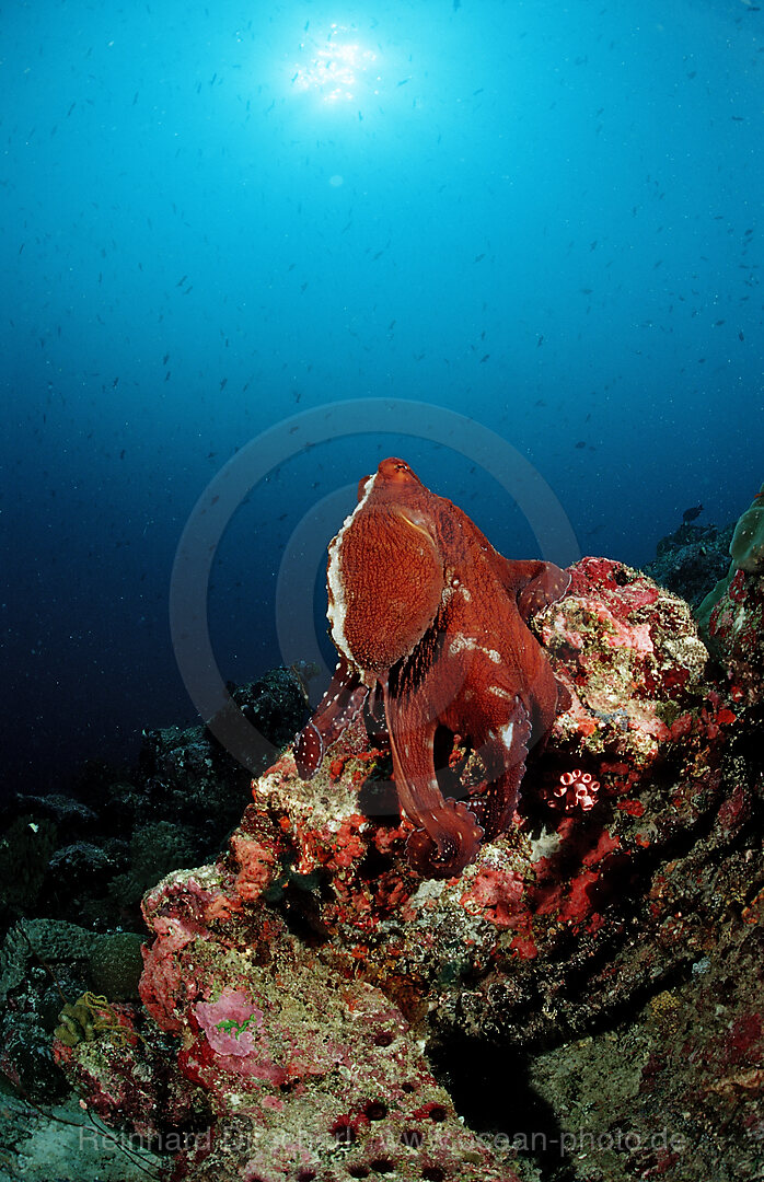 Indo-Pacific Day-Octopus foraging
