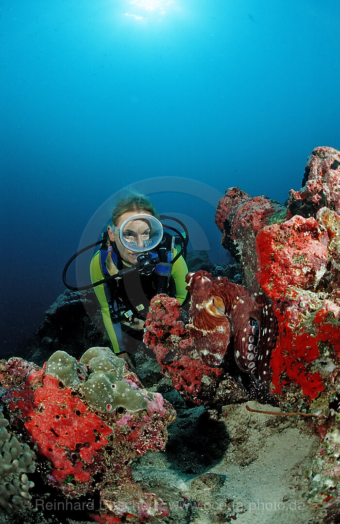 Indo-Pacific Day-Octopus and Diver