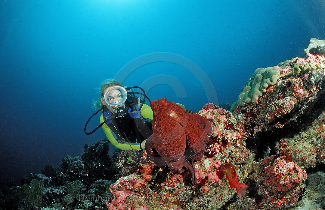 Oktopus, Tag-Oktopus und Taucher
