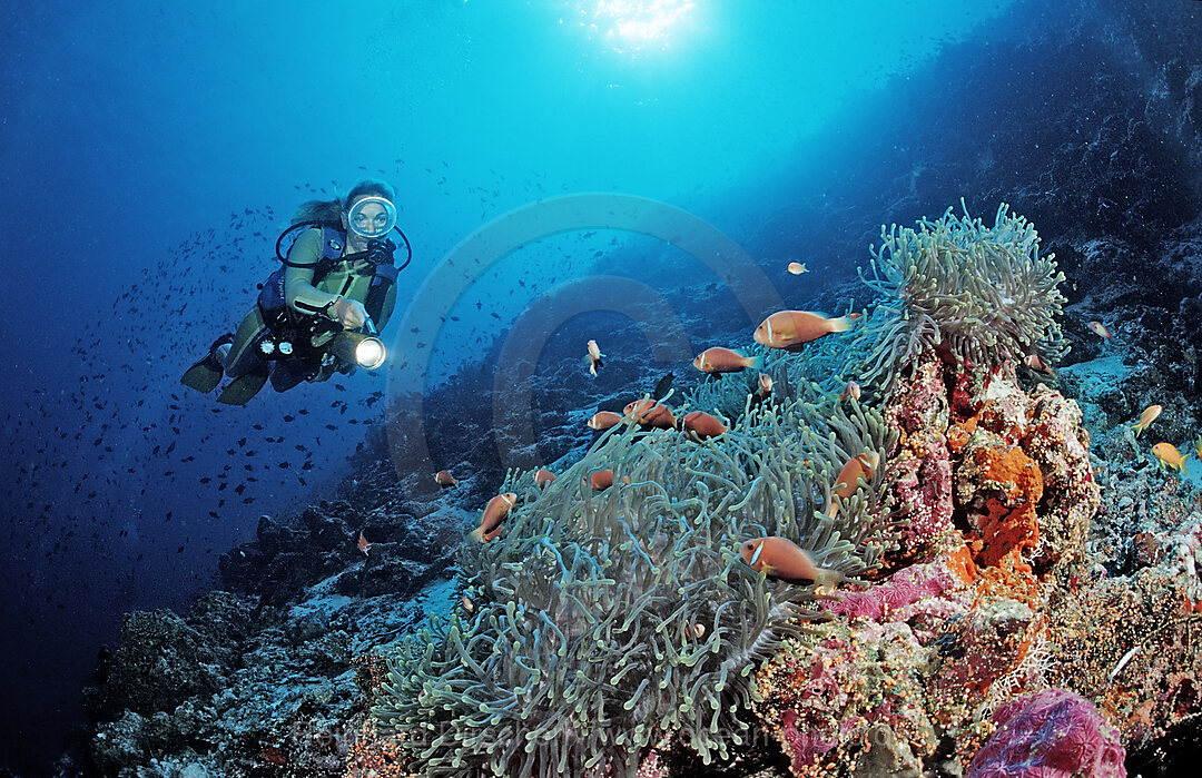 Taucher und Malediven-Anemonenfische, Amphiprion nigripes, Indischer Ozean, Meemu Atoll, Malediven