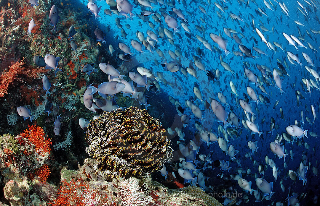 Coral Reef with giant Shoal of Redtooth Triggerfishes
