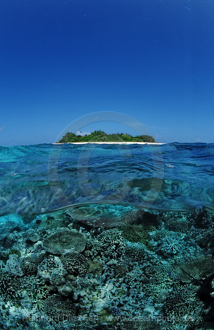 Korallen vor Malediveninsel, Indischer Ozean, Meemu Atoll, Malediven