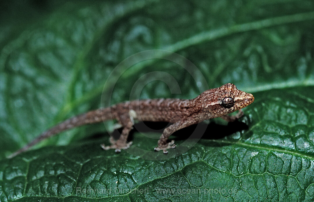 Mauergecko