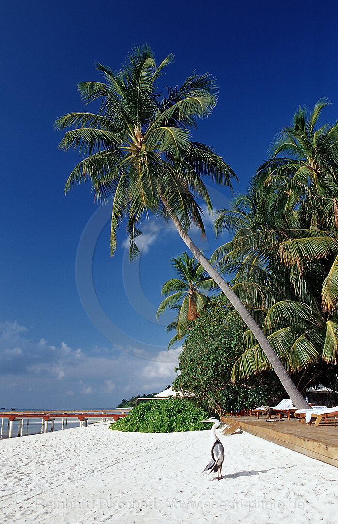 Graureiher am Strand