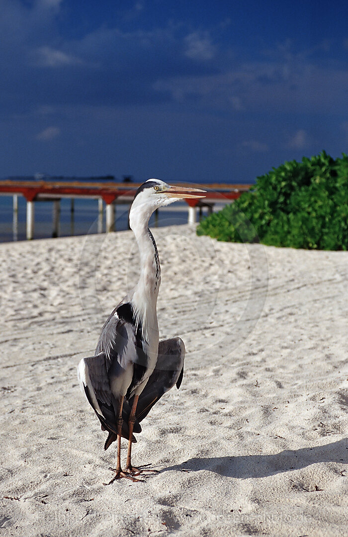 Graureiher am Strand