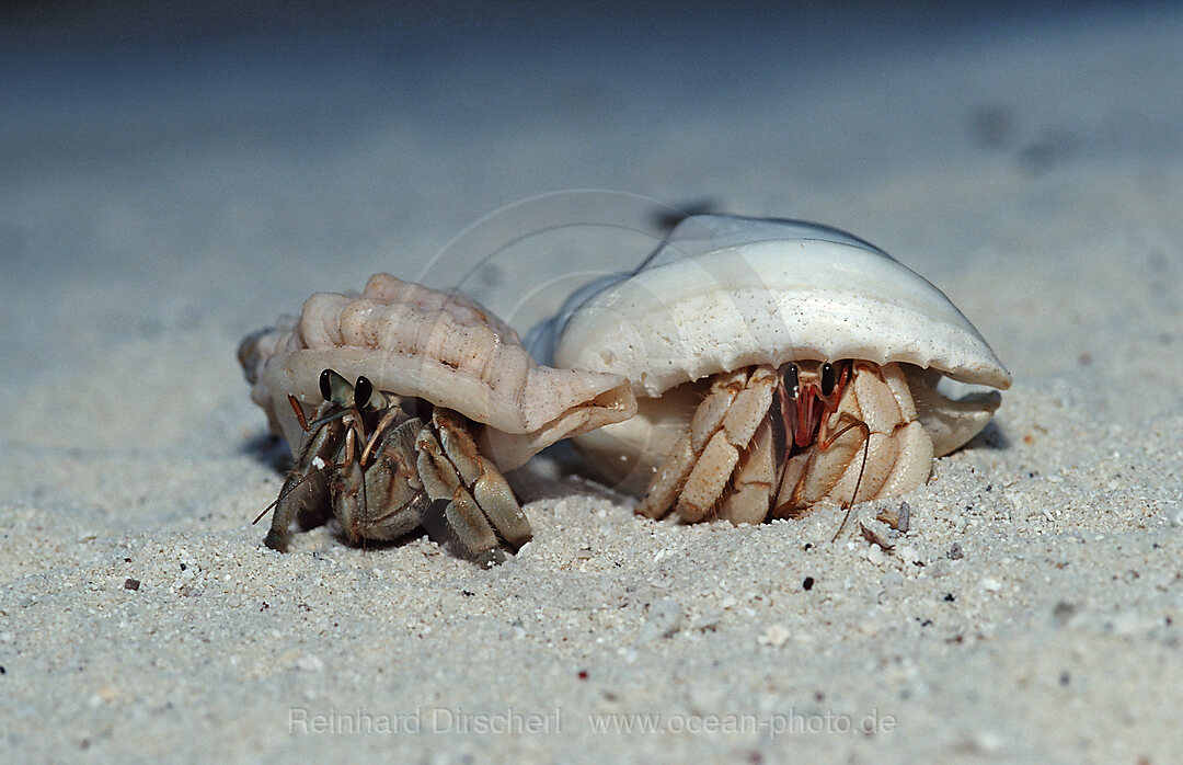 Land Hermit Crabs