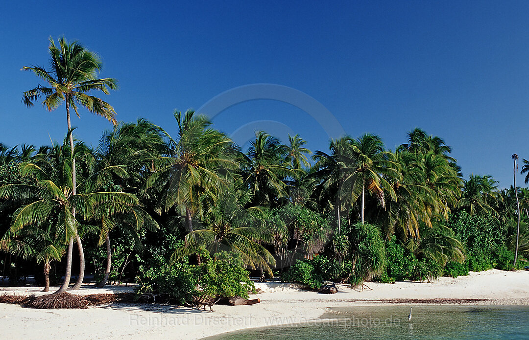 Palmenstrand auf Malediveninsel, Indischer Ozean, Medhufushi, Meemu Atoll, Malediven