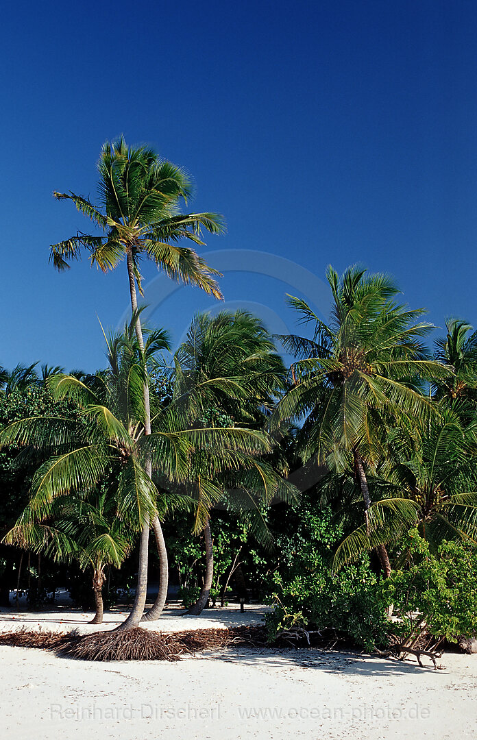 Palmenstrand auf Malediveninsel, Indischer Ozean, Medhufushi, Meemu Atoll, Malediven