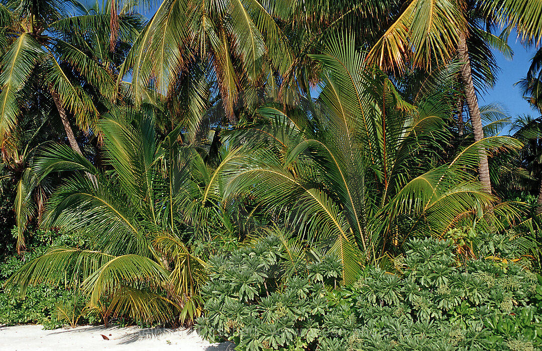 Palmen auf Malediveninsel, Indischer Ozean, Medhufushi, Meemu Atoll, Malediven