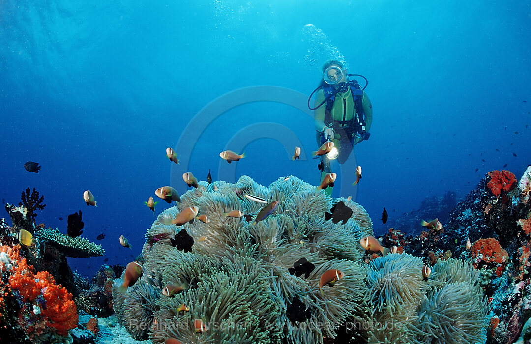 Malediven-Anemonenfische und Taucher, Amphiprion nigripes, Indischer Ozean, Meemu Atoll, Malediven