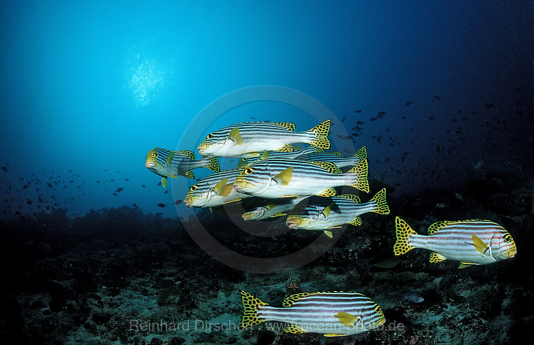 Shoal of Oriental Sweetlips
