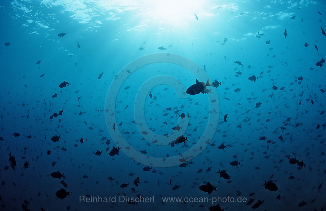 Redtooth Triggerfishes in Blue Water