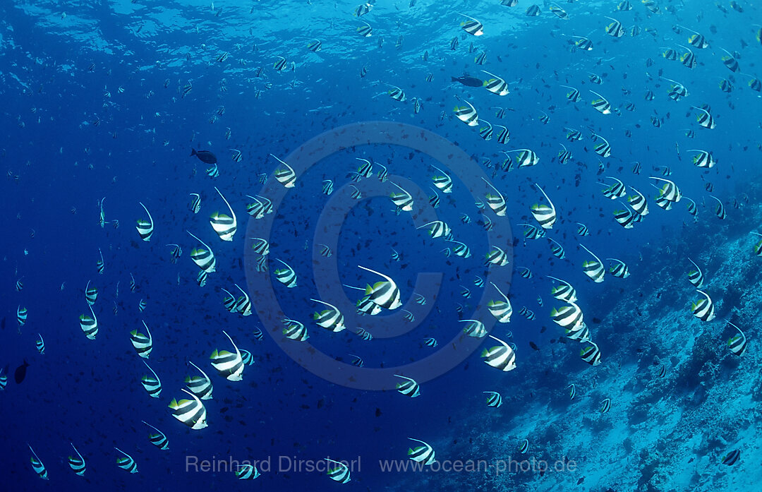 Schooling Pennant Bannerfishes