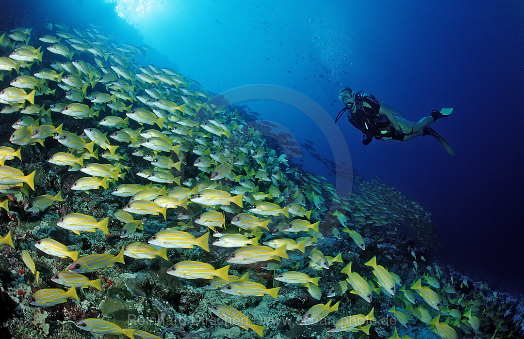 schooling Bluestripe Snappers and Diver