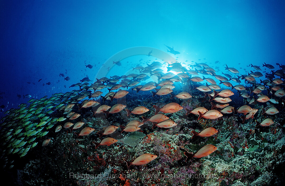 schooling Humpback Snappers and Bluestripe Snappers