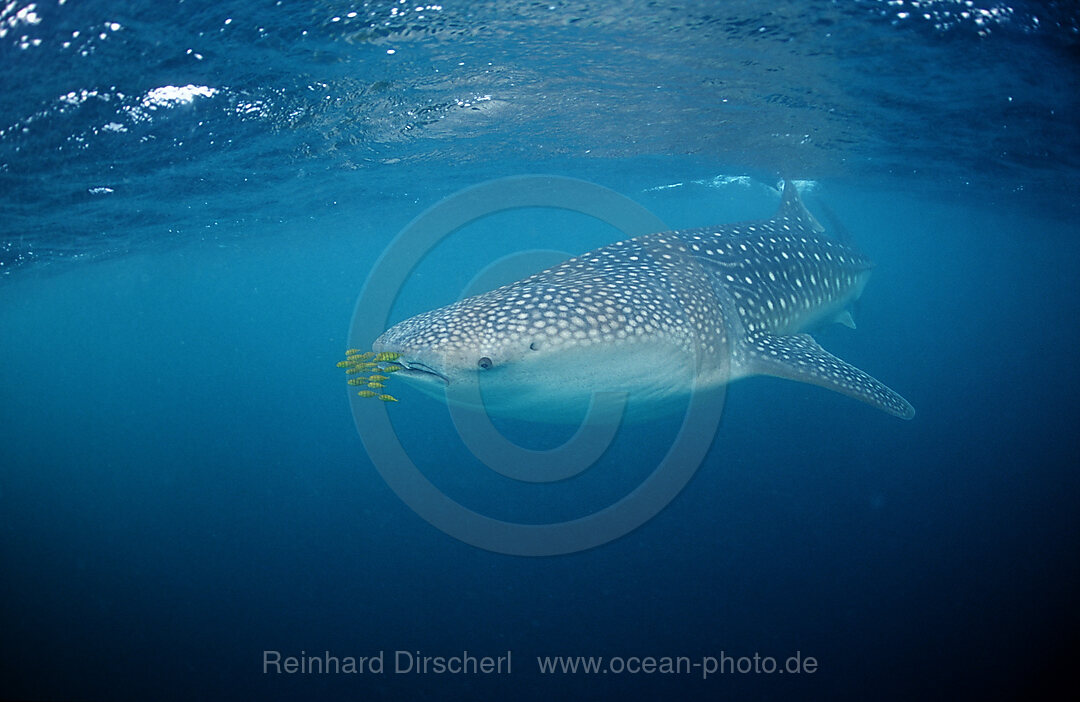 Walhai mit Pilotfischen