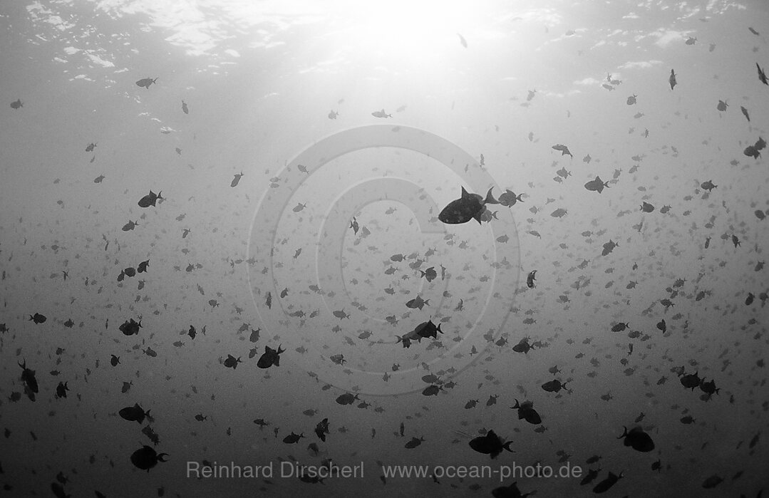 Schwarm Rotzahn-Drueckerfische