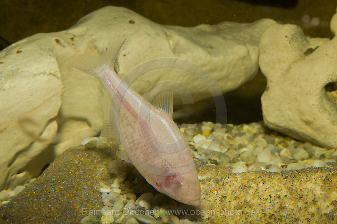 Blinder Hoehlensalmler, Anoptichthys jordani, Astyanax fasciatus mexicanus, Unterwasserhoehle, Mexiko