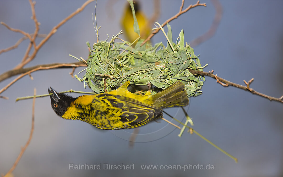 Dotterweber