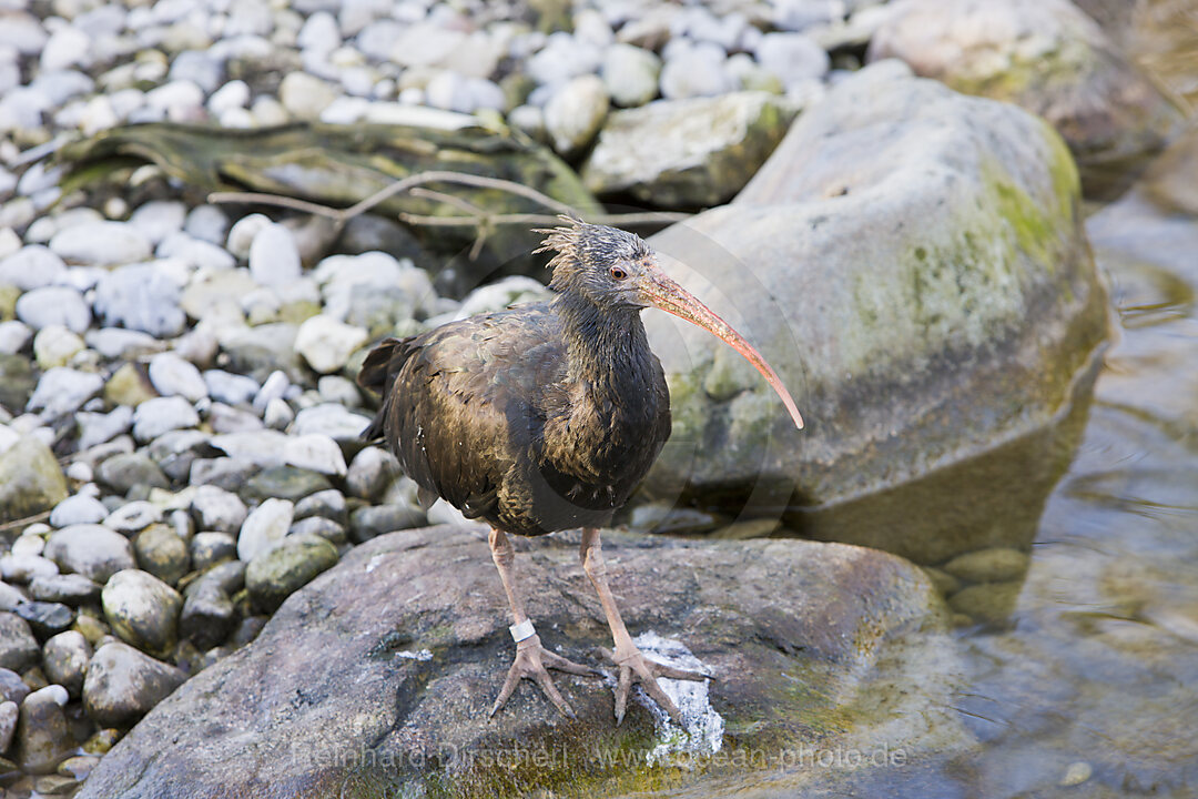 Bald Ibis