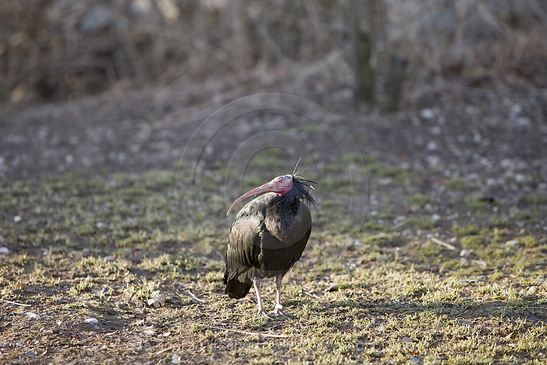 Bald Ibis