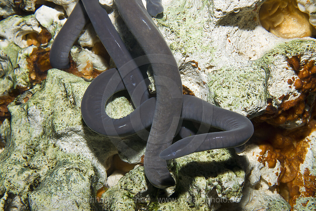 Plattschwanzschwimmwuehle, Typhlonectes compressicauda, Amazonas, Brasilien