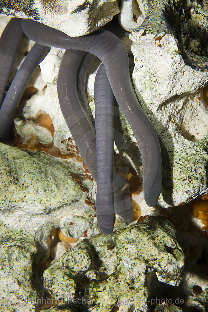 Plattschwanzschwimmwuehle, Typhlonectes compressicauda, Amazonas, Brasilien