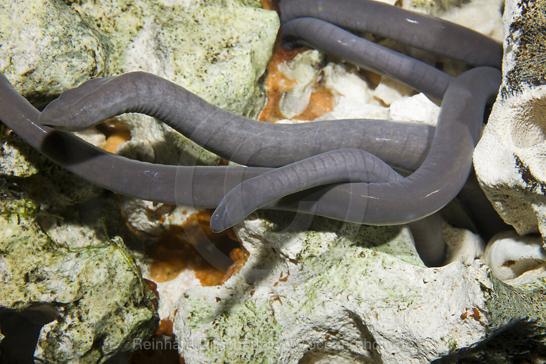 Plattschwanzschwimmwuehle, Typhlonectes compressicauda, Amazonas, Brasilien