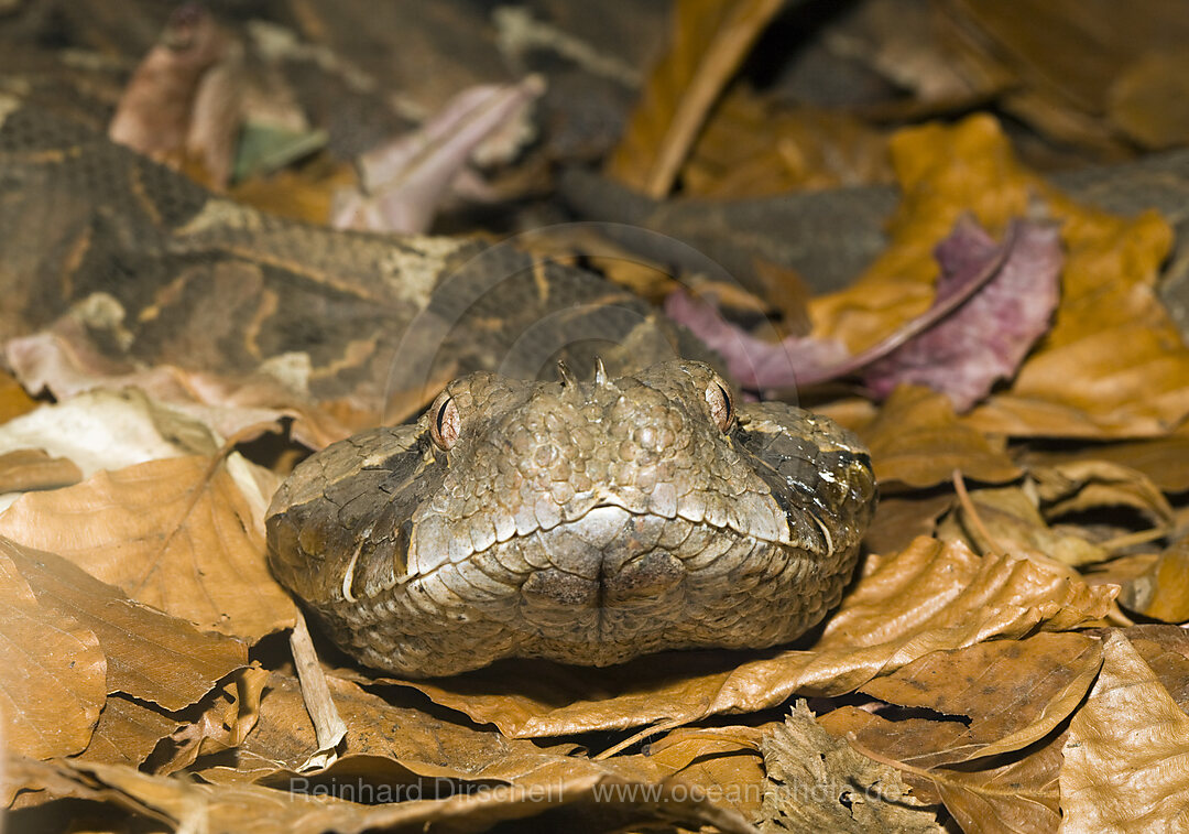 Gabunviper, Bitis gabonica, Westafrika, Gabun