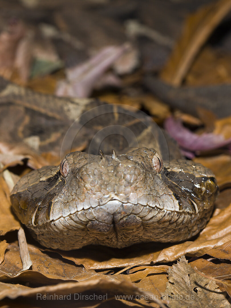 Gabunviper, Bitis gabonica, Westafrika, Gabun