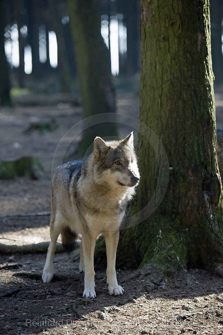 Wolf, Canis lupus, Bayern, Bayerischer Wald, Deutschland