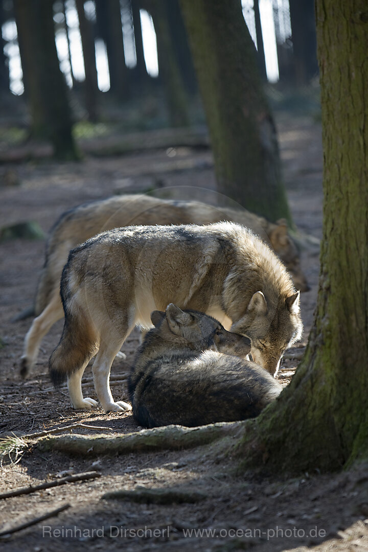 Wolf, Canis lupus, Bayern, Bayerischer Wald, Deutschland