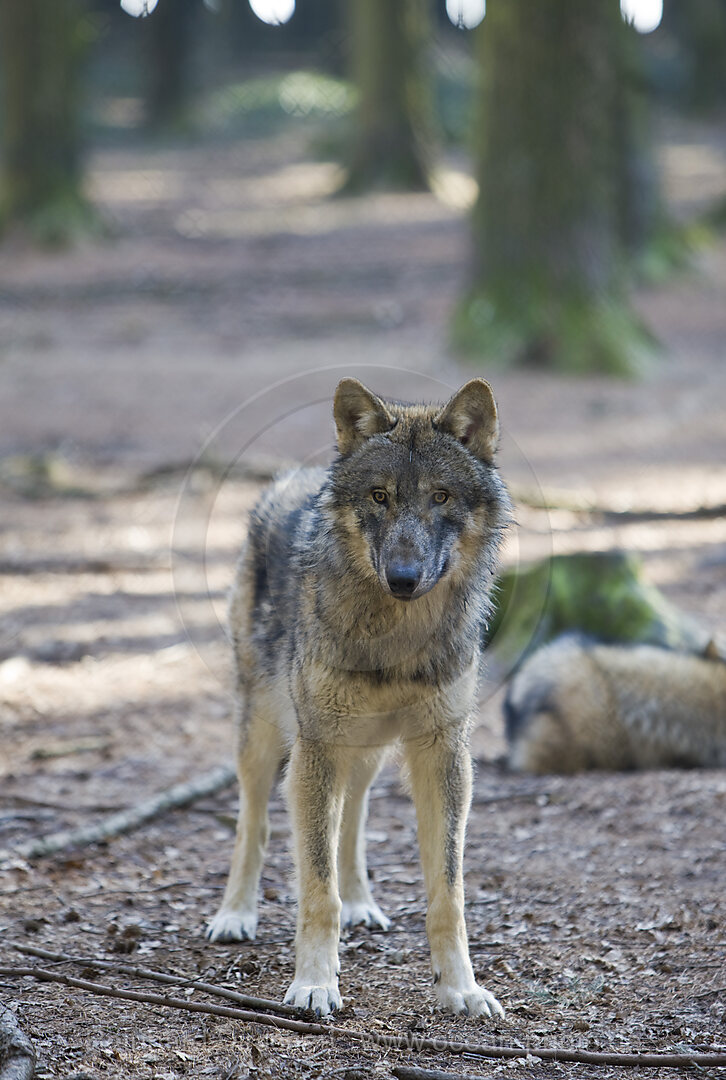 Wolf