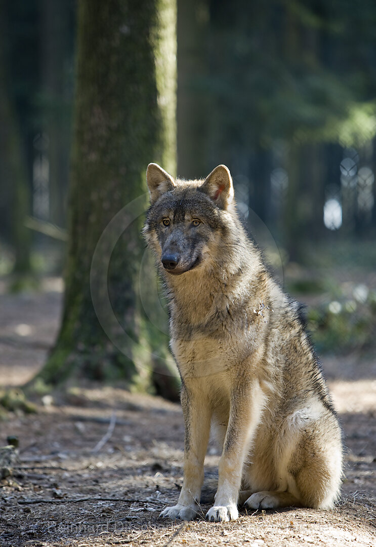 Wolf, Canis lupus, Bayern, Bayerischer Wald, Deutschland