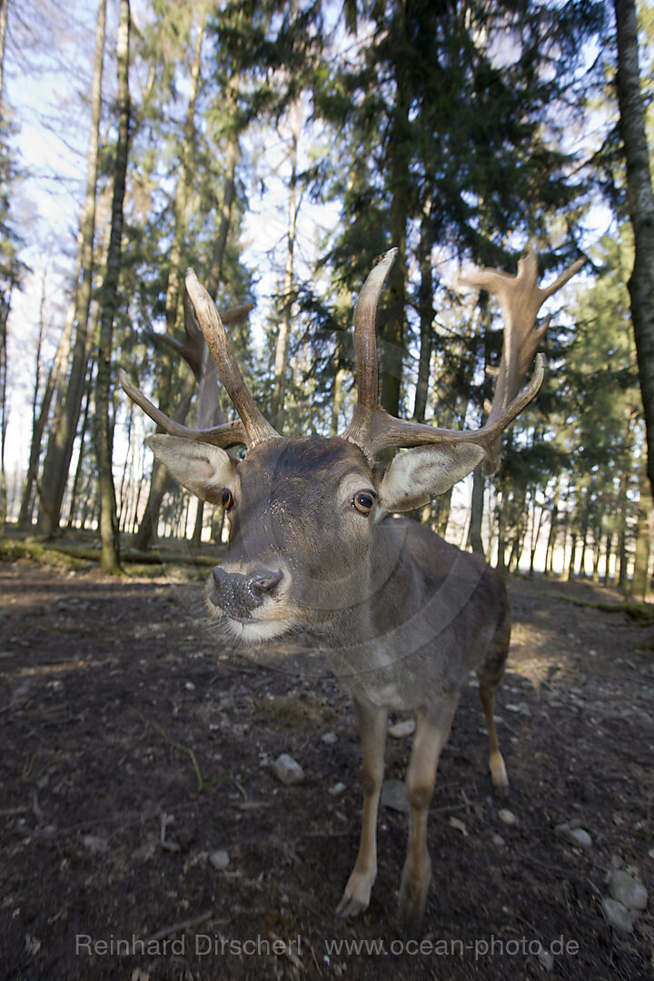 Damhirsch