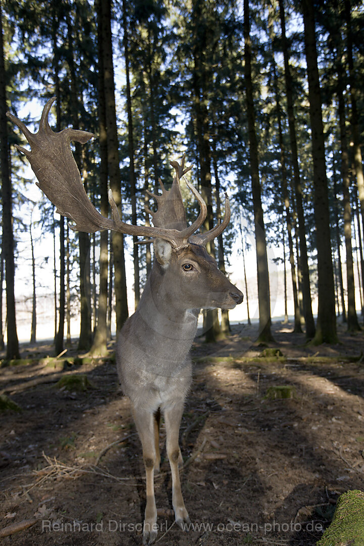 Damhirsch